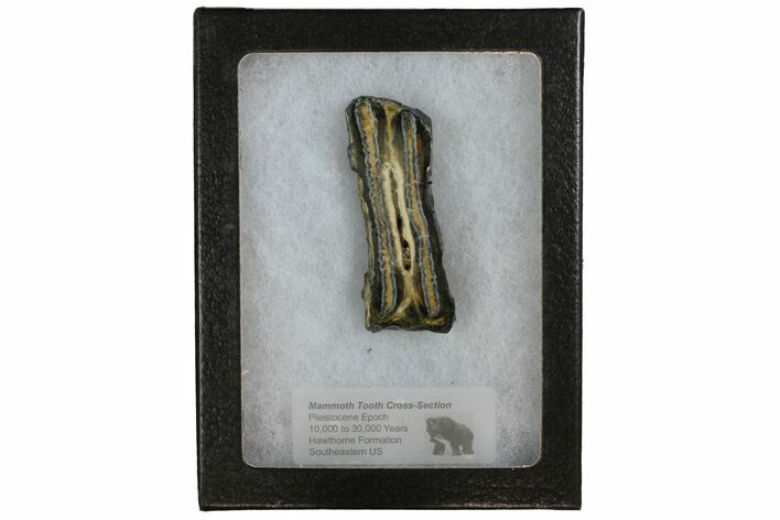 Mammoth Molar Slice With Case - South Carolina #144258